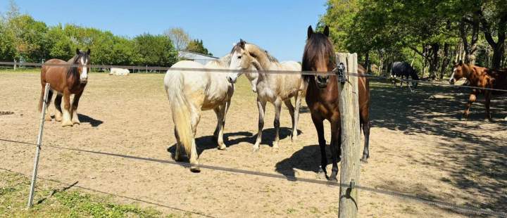 Des chevaux La Roche-sur-Yon