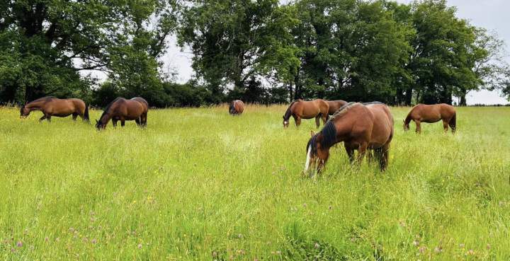 Pension pour chevaux La Roche-sur-Yon