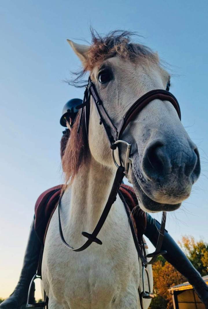 Activité à cheval à La Roche-sur-Yon