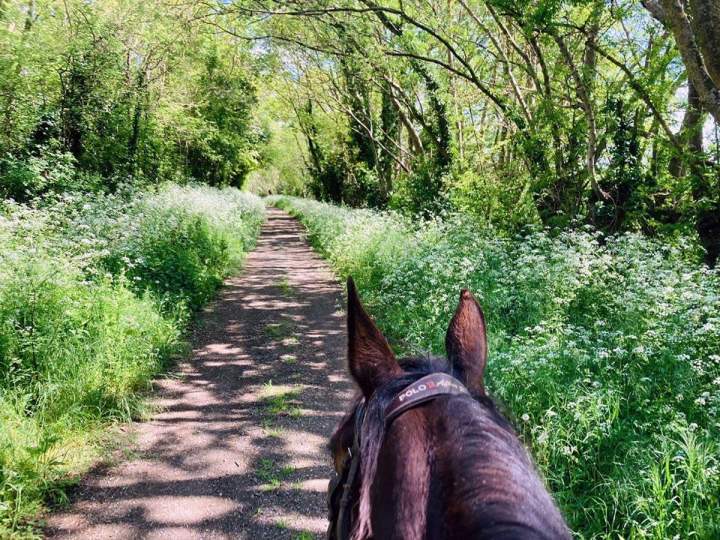Apprentissage de l’équitation La Roche-sur-Yon