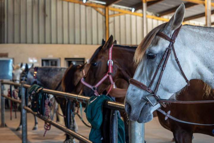 Carrousel équestre poneys – La Roche-sur-Yon