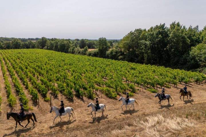 Perfectionnement en équitation de travail – La Roche-sur-Yon
