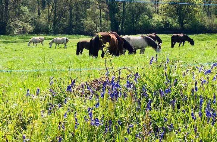 Un foyer sûr pour votre compagnon.