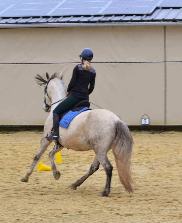 Stage équestre de travail – La Roche-sur-Yon