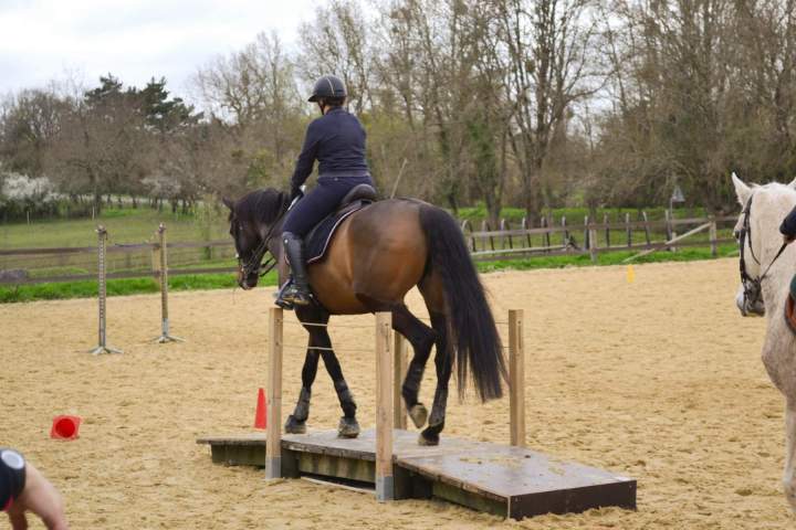 Perfectionnement en équitation de travail – La Roche-sur-Yon
